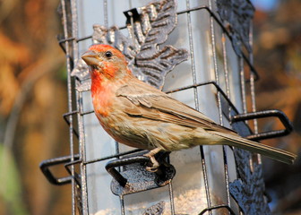 House Finch at Feeder