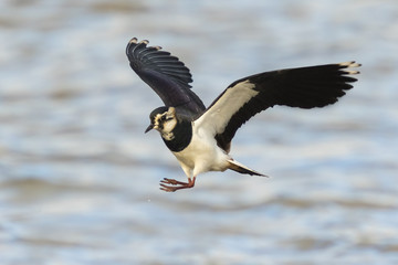 Northern Lapwing in flight