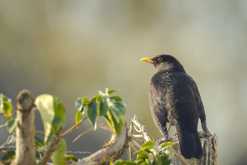 Blackbird (Turdus merula) looking into the sun