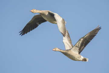 Fototapeta na wymiar Greylag geese migrating
