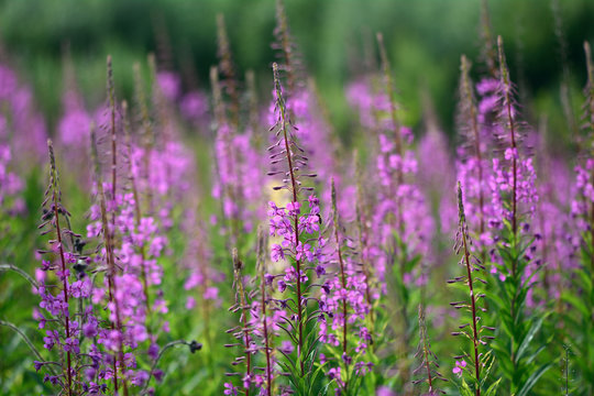 Rosebay willowherb (Chamerion angustifolium) plants in flower. A dense patch of pink flowers of a large plant in the family Onagraceae
