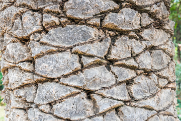 Palm tree trunk close up