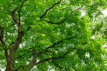 Green natural background of Chinese tallow trees in summer