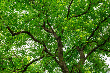 Obraz premium Green natural background of Chinese tallow trees in summer