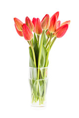 Bouquet of fresh red tulips in vase isolated over white background 