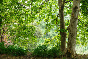 Fototapeta premium Green natural background of buttonwood trees in summer