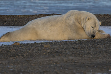 Fototapeta na wymiar Polar Bear resting on land