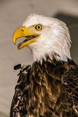 Bald Eagle (Haliaeetus albicilla)