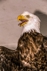 Bald Eagle (Haliaeetus albicilla)