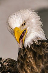 Bald Eagle (Haliaeetus albicilla)