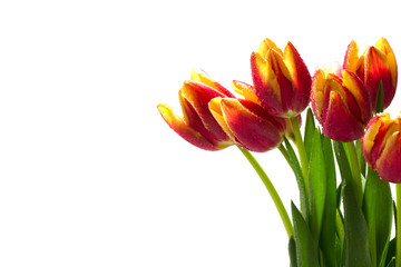 tulips in red, orange, yellow with dew drops, isolated on white