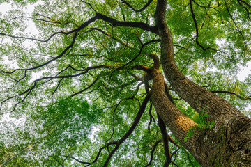 Fototapeta premium Green natural background of Camphor trees in summer