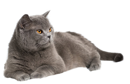 A Mature British Blue Cat Isolated On A White Background