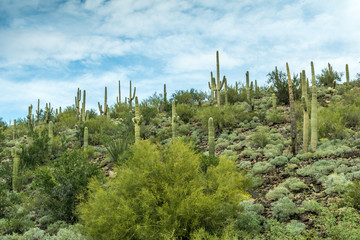 The Beautiful Diverse Landscape of Arizona
