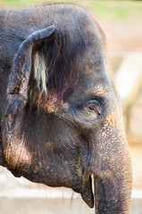 Elefantenkuh / Elefant / elephant / cow / portrait