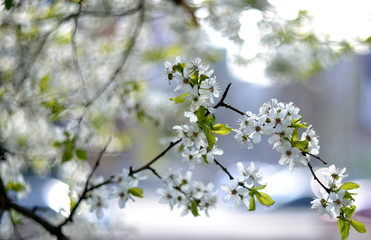 Blossom