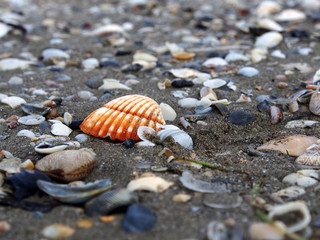 Central seashell
