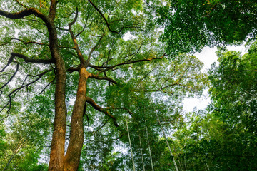 Fototapeta premium Green natural background of Camphor trees in summer