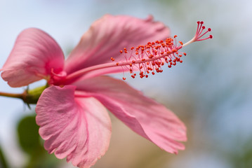 Pink hibiscus with blue sky background