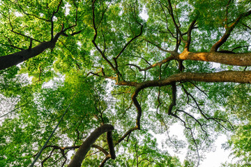 Green natural background of Camphor trees in summer