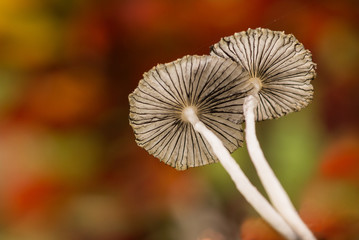 Parasol mushrooms Coprinus plicatilis showing underside with multi coloured background