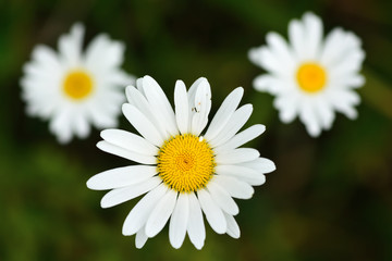 Ox-eye daisy (Leucanthemum vulgare). Three composite flowers from above in the family Asteraceae
