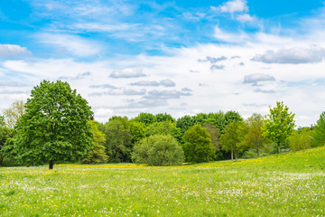 Blooming dandelion on green meadow in springtime