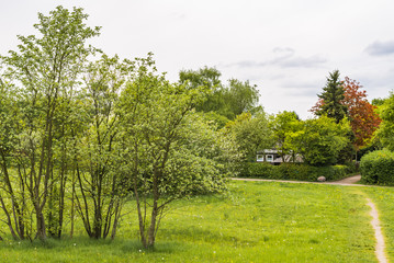 Blooming dandelion on green meadow in springtime
