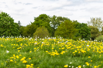 Blooming dandelion on green meadow in springtime