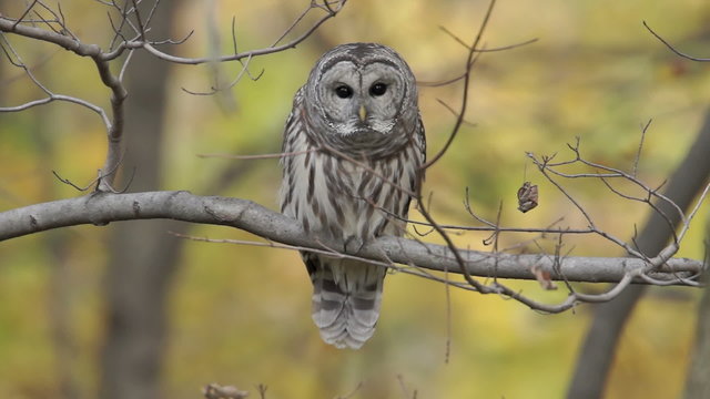 Barred Owl (Strix varia) Makes Eye Contact