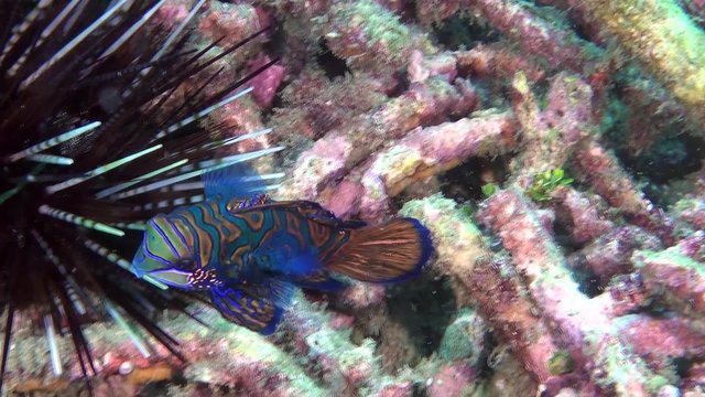 Magnificent mandarin fish &ndash; wonderful fish