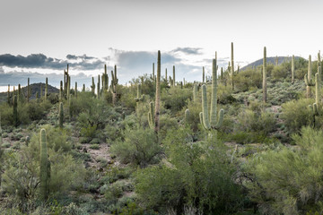 The Beautiful Diverse Landscape of Arizona
