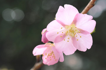 Fototapeta na wymiar Japanese cherry blossom blooming in the blurry mood