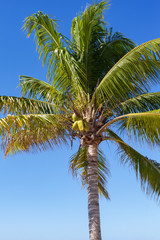 A coconut palm tree on  Grand Turk, Turks and Caicos, British West Indies in the Caribbean.