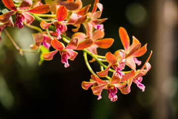 Purple orchids under the sunlight