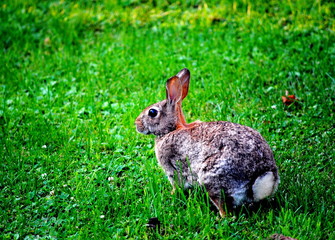 Fototapeta premium Wild Rabbit