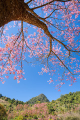 Sakura , cherry blossom, tree