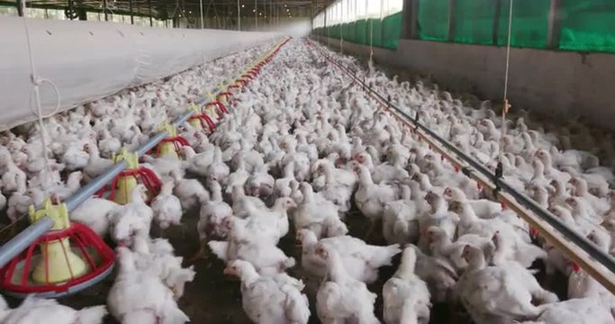 Intensive factory farming of chickens in broiler houses