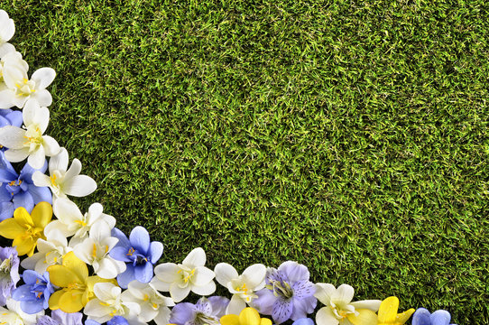 Spring crocus flower garden meadow corner border background green grass lawn copy space photo