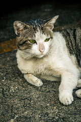 Thai stray cat.