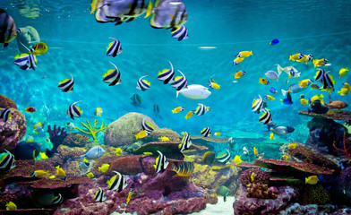 Fototapeta na wymiar Fishes and coral, underwater life