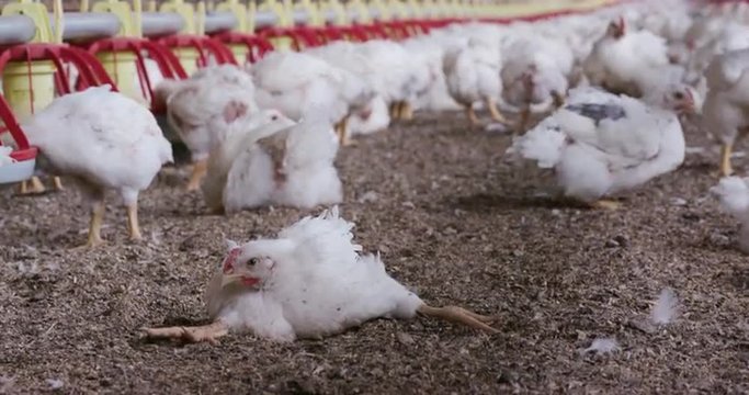 Intensive factory farming of chickens often leads to deformities and illness
