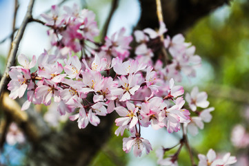 Fototapeta na wymiar Closed-up cherry blossom