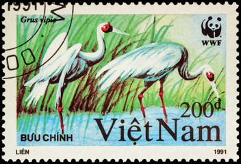 Crane bird (Grus vipio) on postage stamp