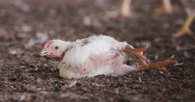 Intensive factory farming of chickens often leads to deformities and illness