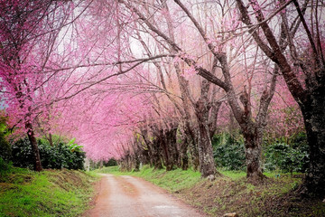 Cherry Blossom Pathway in ChiangMai, Thailand