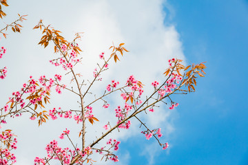 Wild Himalayan Cherry ( Prunus cerasoides ) ( Sakura in Thailand