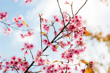 Obraz premium Wild Himalayan Cherry ( Prunus cerasoides ) ( Sakura in Thailand