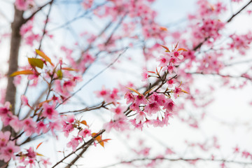 Wild Himalayan Cherry ( Prunus cerasoides ) ( Sakura in Thailand