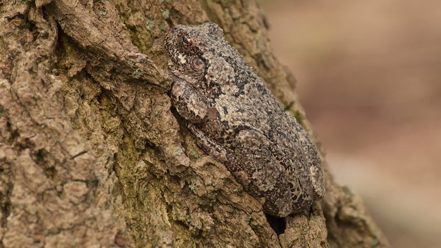 Gray Treefrog (Hyla versicolor) 3